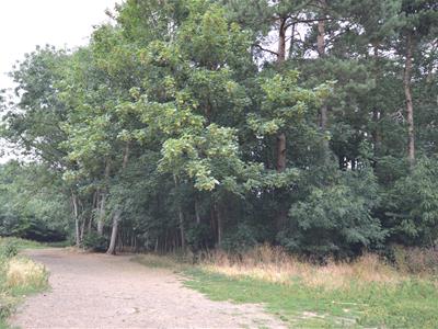 Picture 21